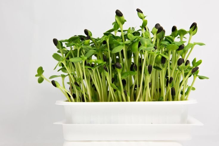 a deeper look into the supplies for home grown microgreens react green