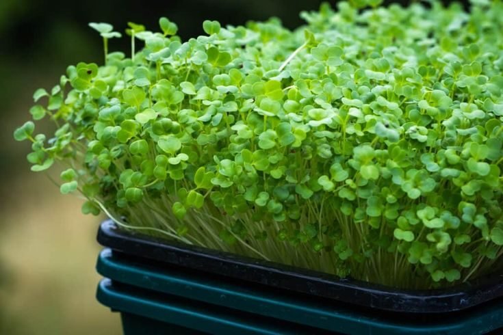 an easy guide to broccoli microgreens, how to grow and eat them