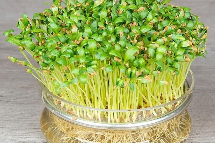 fenugreek sprouting seeds trigonella foenum graecum de bolster organic seeds