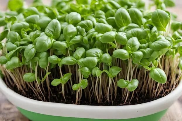 how to grow basil microgreens easy and fast way