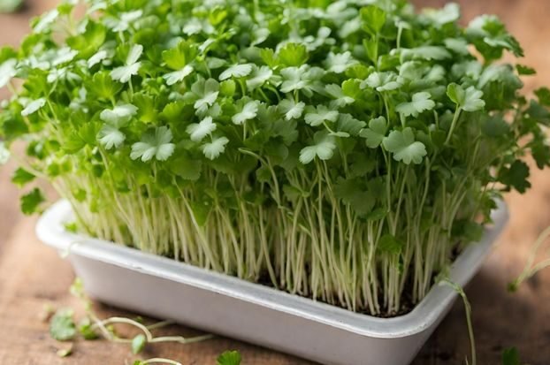 how to grow cilantro microgreens easy and fast (1)