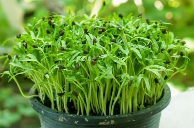 how to grow spinach microgreens in 6 easy steps