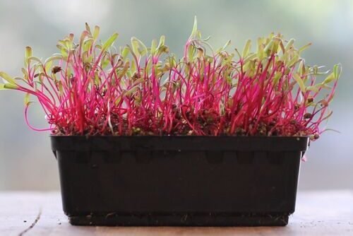 microgreen seeds beetroot detroit the seed collection