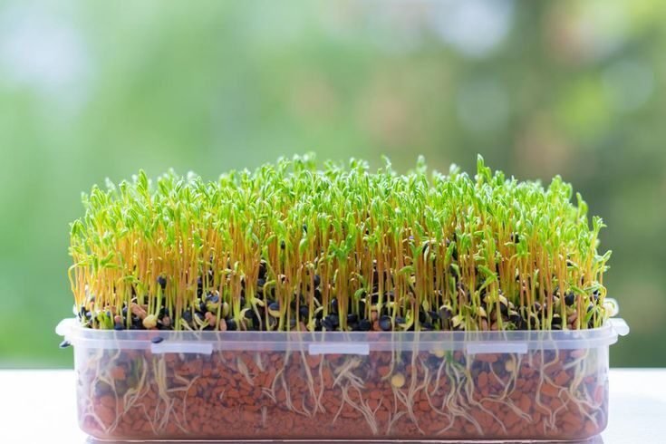 microgreens growing (2)