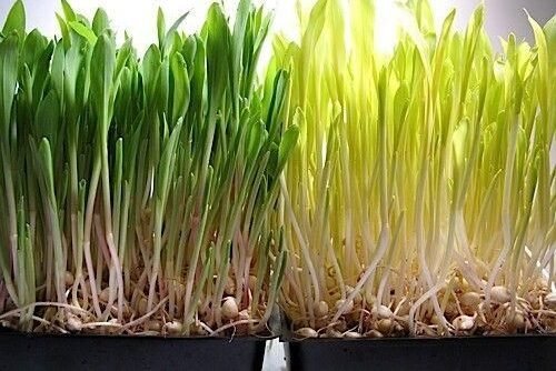 robust 997 corn seed, shoots microgreens popcorn 4 oz seeds