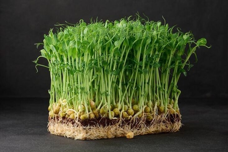 sprouted pea seeds on a black background, microgreens for salad, detox stock images (1)