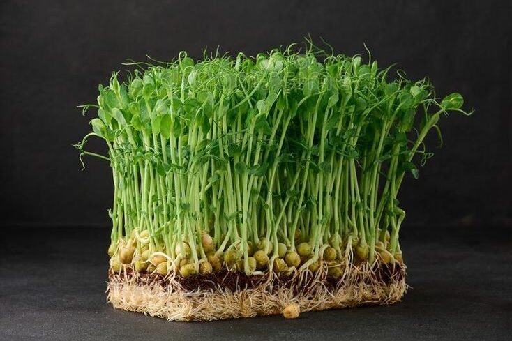 sprouted pea seeds on a black background, microgreens for salad, detox stock images