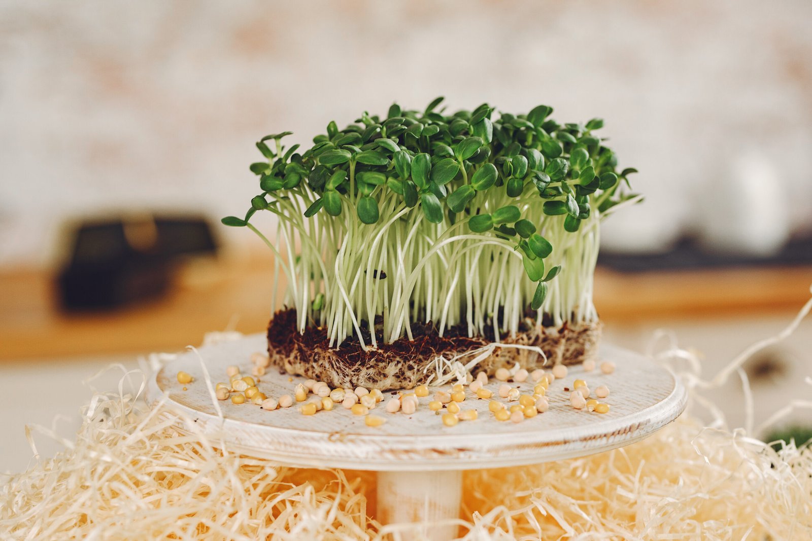 heap of beet micro greens on table background