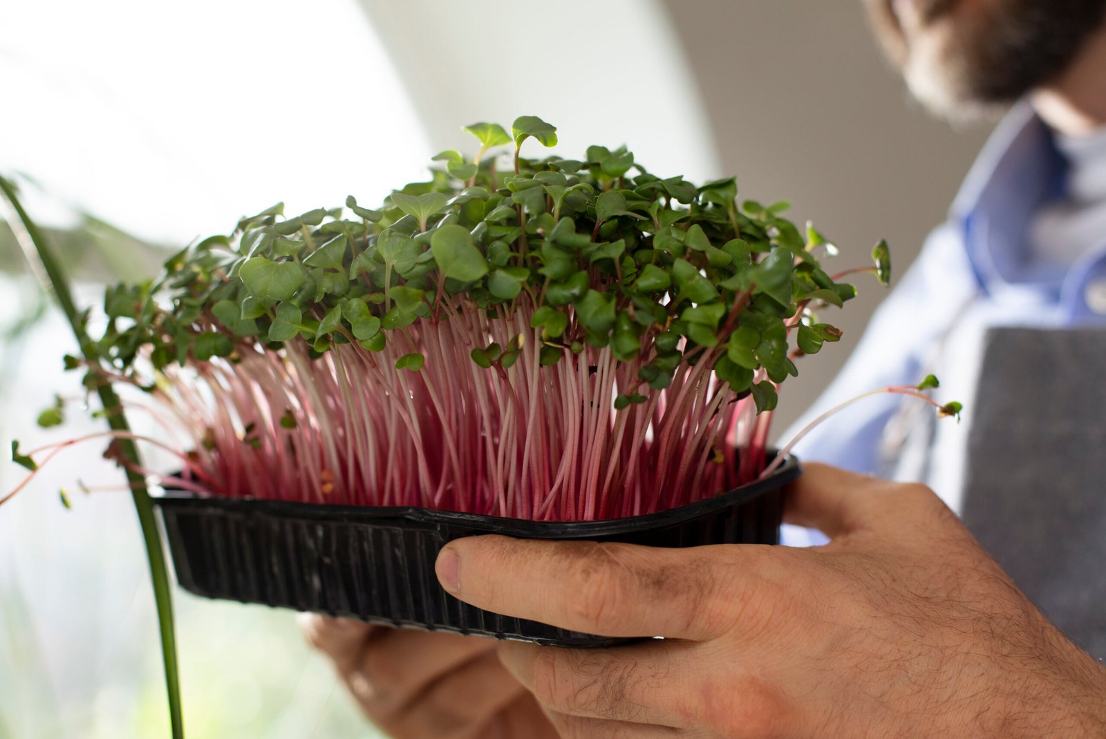 man with plants that have been cultivated farmed indoors